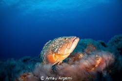 Dusky grouper posing for a shot over the volcanic rock bo... by Arnau Argemi 